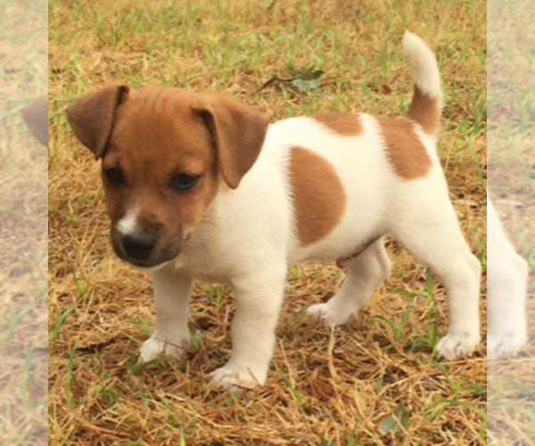 Medium Photo #6 Jack Russell Terrier Puppy For Sale in SIDNEY, TX, USA