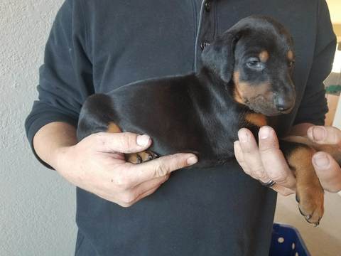Medium Photo #1 Doberman Pinscher Puppy For Sale in CEDAR CREST, NM, USA