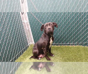 Mutt Dogs for adoption in Downey, CA, USA