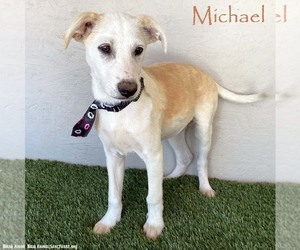 Huskies -Labrador Retriever Mix Dogs for adoption in San Diego, CA, USA