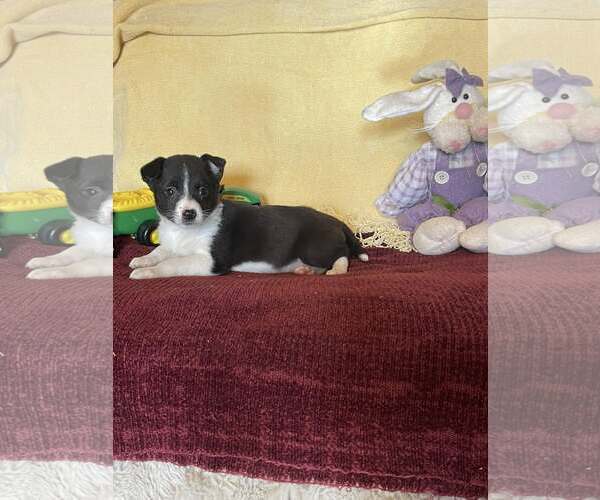 Medium Photo #3 Mutt Puppy For Sale in HOPKINSVILLE/PRINCETON, KY, NH, USA