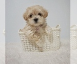 Small Photo #3 Maltese Puppy For Sale in PORTLAND, OR, USA
