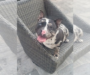 Mother of the American Bully puppies born on 04/29/2025