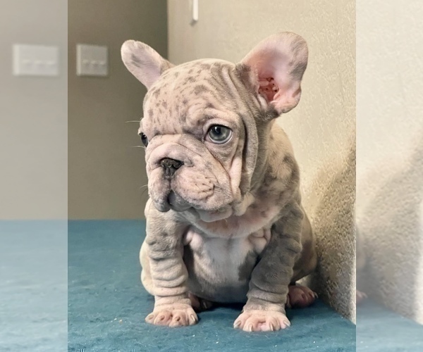 Medium Photo #1 French Bulldog Puppy For Sale in PORTLAND, OR, USA