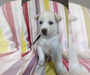 Siberian Husky Puppy for sale in PORT RICHEY, FL, USA
