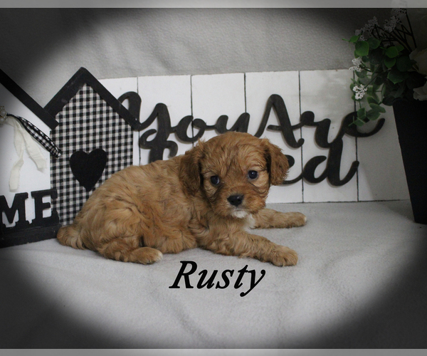 Medium Photo #15 Cavalier King Charles Spaniel Puppy For Sale in CHANUTE, KS, USA
