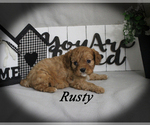 Small #14 Cavalier King Charles Spaniel
