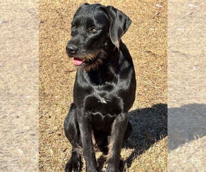 Boxer-Unknown Mix Dogs for adoption in Bullard, TX, USA