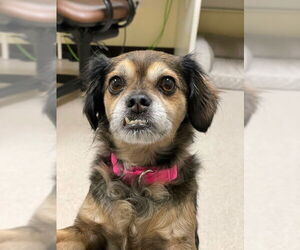 Chug Dogs for adoption in Denver, CO, USA