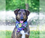 Small Photo #11 Mutt Puppy For Sale in Unionville, PA, USA