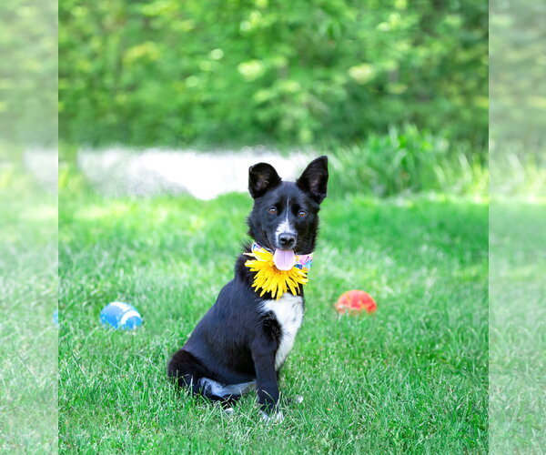 Medium Photo #4 Border Collie-Unknown Mix Puppy For Sale in Unionville, PA, USA