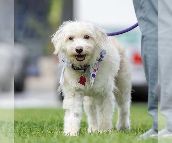 Medium Photo #17 Cockapoo (Miniature) Puppy For Sale in San Diego, CA, USA