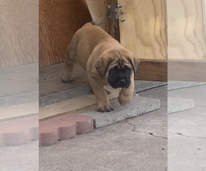 Mastiff Puppy for sale in CERES, CA, USA