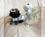 Small #6 Pomeranian