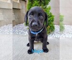 Puppy Major Eng AKC Labrador Retriever