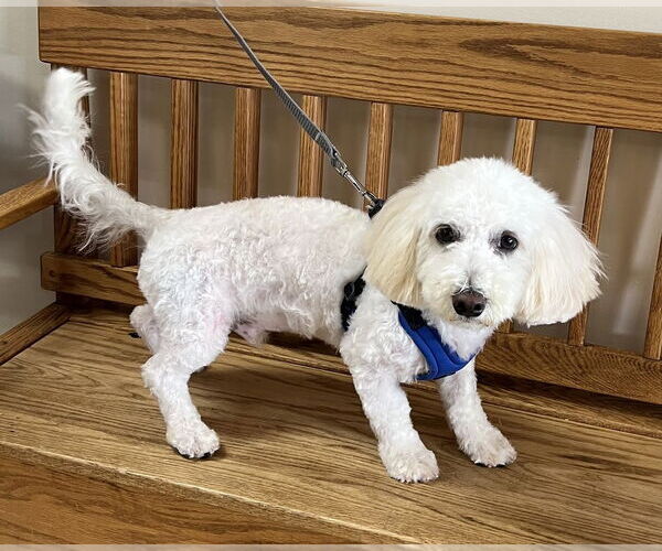 Medium Photo #1 Maltipoo Puppy For Sale in Mundelein, IL, USA