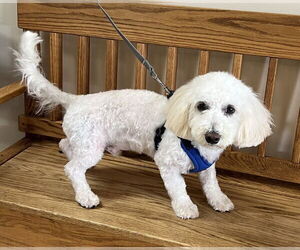 Maltipoo Dogs for adoption in Mundelein, IL, USA