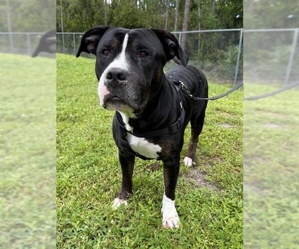 Medium Photo #2 Staffordshire Bull Terrier Puppy For Sale in Naples, FL, USA
