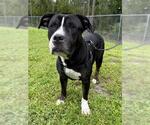 Small #1 Staffordshire Bull Terrier