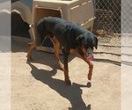 Small Photo #3 Doberman Pinscher Puppy For Sale in Apple Valley, CA, USA