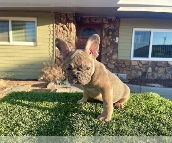 Medium Photo #22 French Bulldog Puppy For Sale in CHARLOTTE, NC, USA
