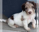 Small Photo #3 Australian Shepherd-Unknown Mix Puppy For Sale in Sandy, UT, USA
