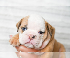 Bulldog Puppy for sale in ASHLEY, OH, USA