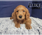 Puppy Luke Goldendoodle
