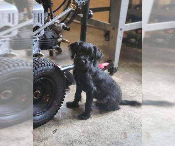 Medium Photo #1 Mutt Puppy For Sale in Candler, NC, USA