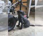Inigo Montoya - Male Mutt Dog for Adoption - Small photo