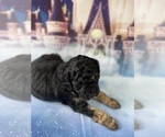 Small Photo #34 Aussiedoodle Miniature  Puppy For Sale in COMMERCE, MI, USA