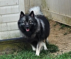 Mother of the Keeshond puppies born on 08/02/2023