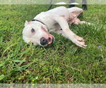 Small #5 American Pit Bull Terrier
