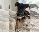 Small #2 Mutt