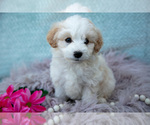 Small Photo #13 Aussiedoodle Miniature  Puppy For Sale in CLARE, MI, USA