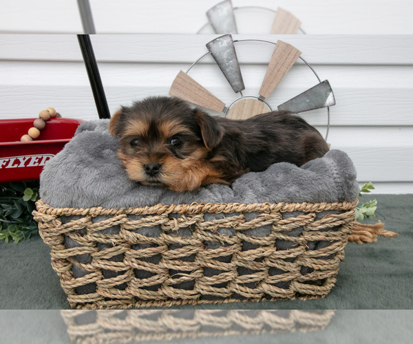 Medium Photo #3 YorkiePoo Puppy For Sale in BERNE, IN, USA