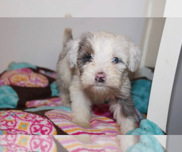 Medium Photo #1 Bernese Mountain Dog-Poodle (Miniature) Mix Puppy For Sale in Tenafly, NJ, USA