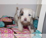 Arlo - Male Bernese Mountain Dog-Poodle (Miniature) Mix Dog for Adoption - Small photo