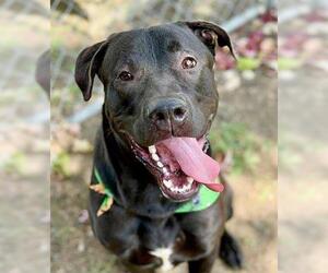 Medium Labrador Retriever Mix
