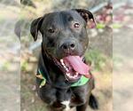 Small Labrador Retriever Mix
