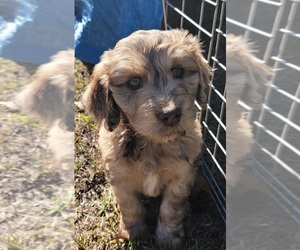 Australian Shepherd Puppy for sale in ARCHDALE, NC, USA