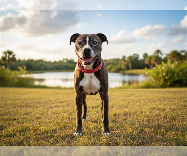 Medium Photo #2 Boxer-Unknown Mix Puppy For Sale in Tavares, FL, USA