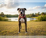Small #1 Boxer Mix