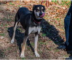 Small #6 Rottweiler Mix