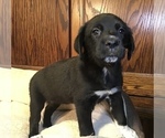 Small Photo #6 Great Pyredane Puppy For Sale in SHAWNEE, OK, USA