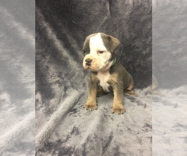 Medium Photo #3 Olde English Bulldogge Puppy For Sale in CHETEK, WI, USA