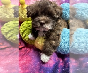 Havanese Puppy for sale in LIVONIA, MI, USA