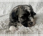 Small Photo #4 Zuchon Puppy For Sale in RENO, NV, USA
