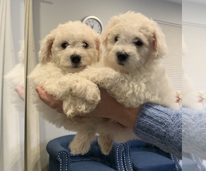Bichon Frise Puppy for sale in PORTLAND, OR, USA