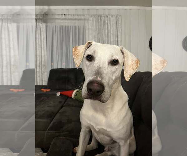 Medium Photo #1 - Mix Puppy For Sale in Greenville, SC, USA